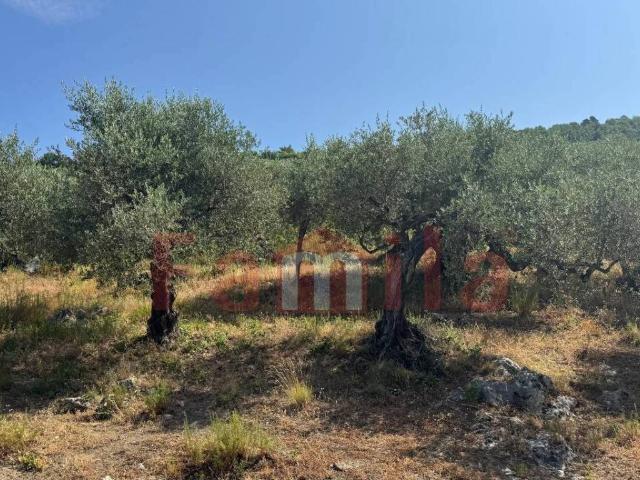 Terreno in vendita a Avella, Avellino