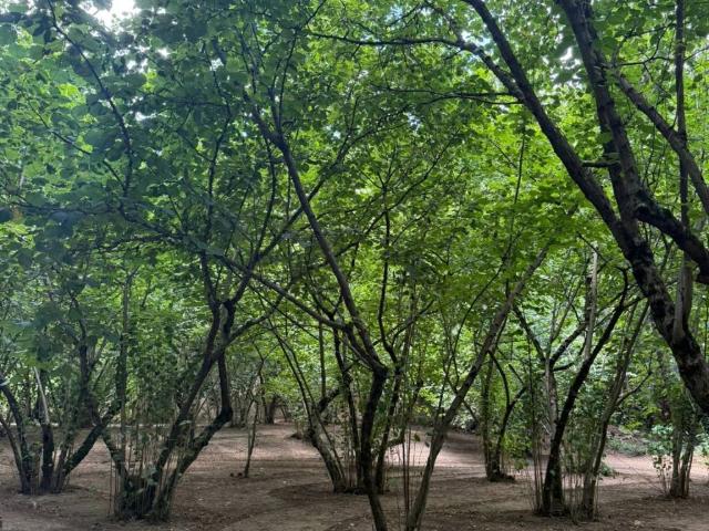 Terreno in vendita a Avellino, Campania