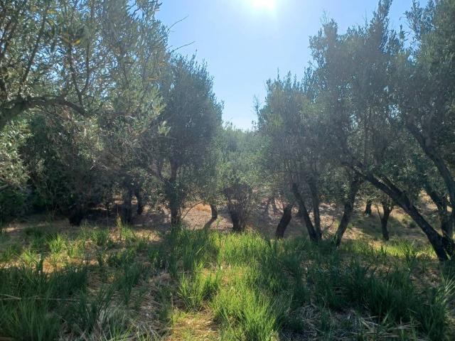 Terreno in vendita a Calabria, Catanzaro