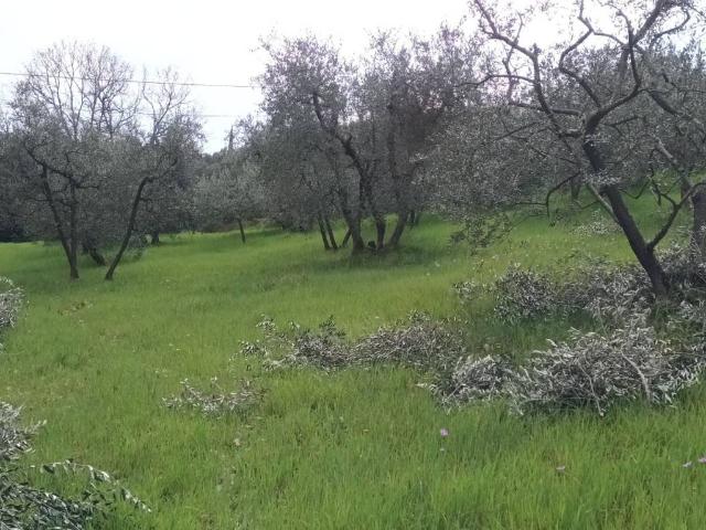 Terreno in vendita a Ponte a Niccheri, Bagno A Ripoli