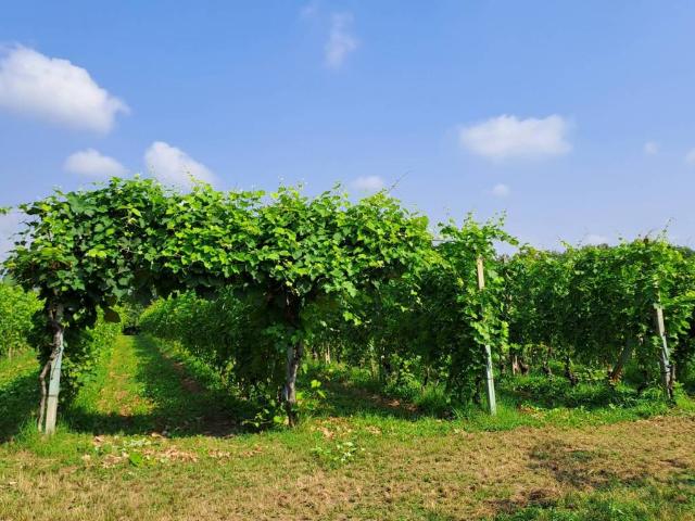 Terreno in vendita a San Maurizio, Piemonte
