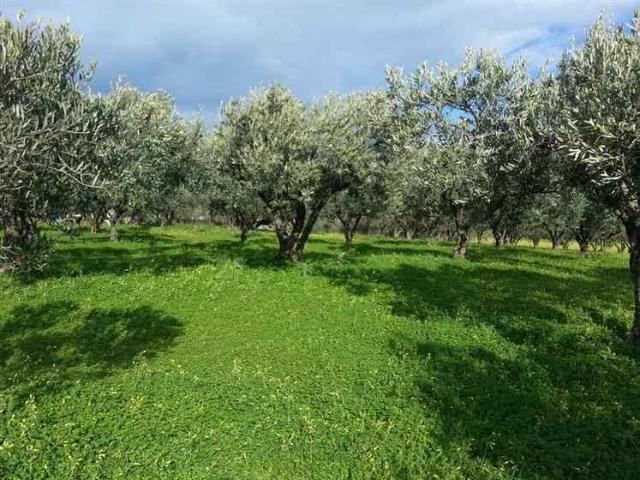 Terreno in vendita a Balestrate, Sicilia
