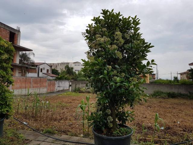 Terreno in vendita a Oreto, Barcellona Pozzo Di Gotto