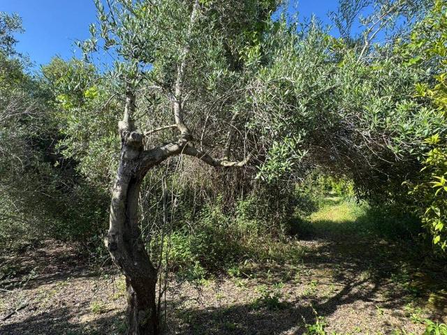 Terreno in vendita a Acquacalda, Barcellona Pozzo Di Gotto