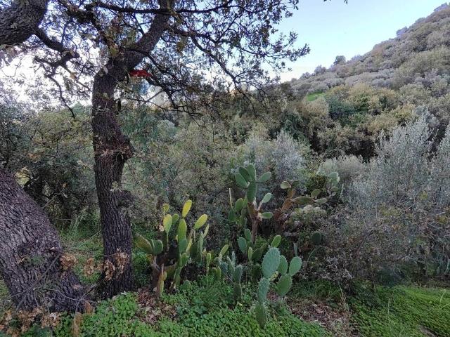 Terreno in vendita a Femminamorta, Barcellona Pozzo Di Gotto