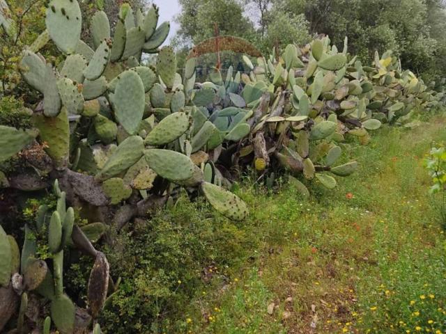 Terreno in vendita a Ceglie del Campo, Bari
