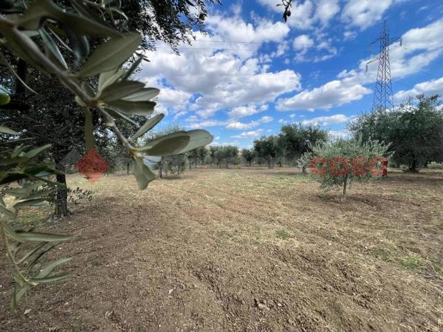 Terreno in vendita a Barile, Basilicata