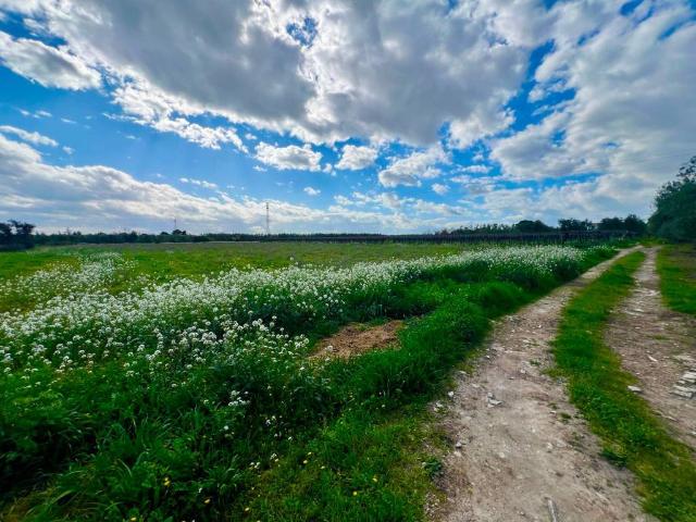 Terreno in vendita a Puglia, Barletta-andria-trani