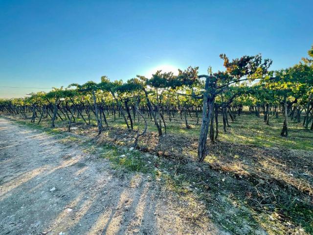 Terreno in vendita a Patalini, Puglia
