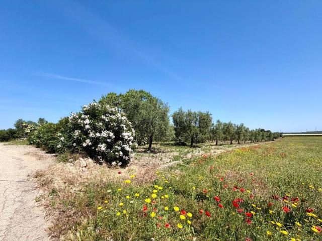 Terreno in vendita a Puglia, Barletta-andria-trani
