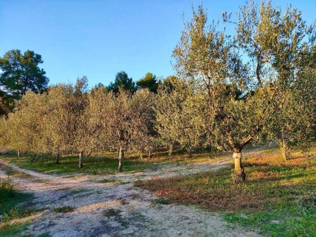 Terreno in vendita a Puglia, Barletta-andria-trani