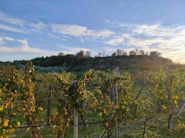 Terreno in vendita a Puglia, Barletta-andria-trani