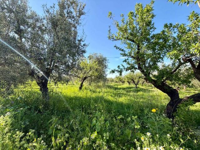 Terreno in vendita a Puglia, Barletta-andria-trani