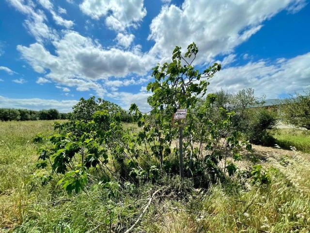 Terreno in vendita a Puglia, Barletta-andria-trani