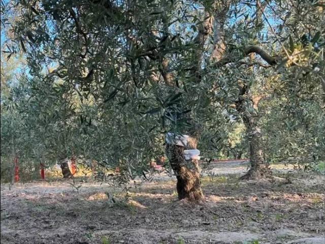 Terreno in vendita a Puglia, Barletta-andria-trani