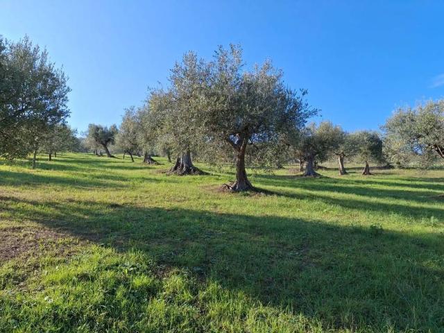 Terreno in vendita a Basciano, Abruzzo