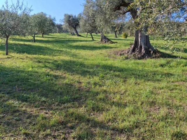 Terreno in vendita a Basciano, Abruzzo