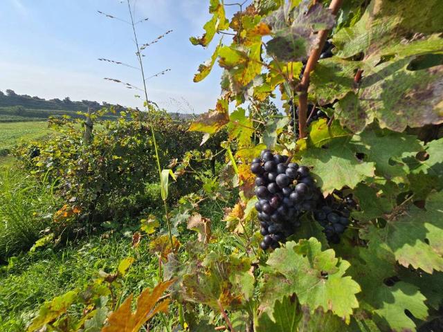 Terreno in vendita a San Giorgio, Bassano Del Grappa