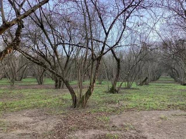 Terreno in vendita a Bassano Romano, Lazio