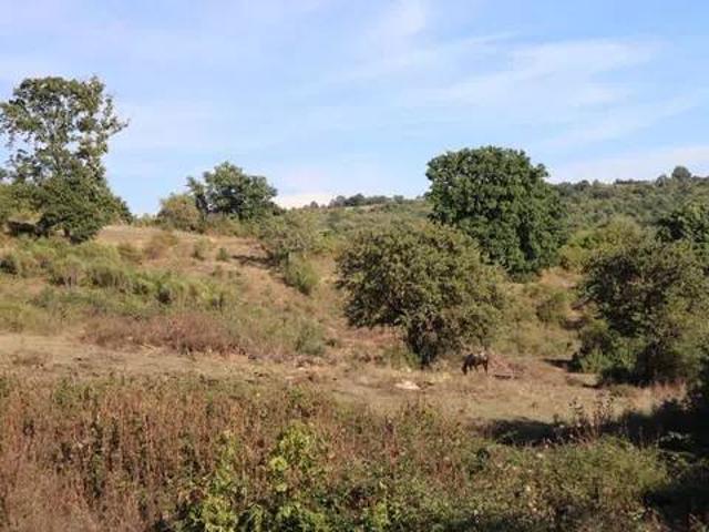 Terreno in vendita a Bassano Romano, Lazio
