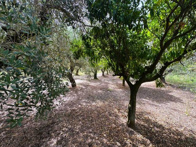Terreno in vendita a Olevano Sul Tusciano, Campania