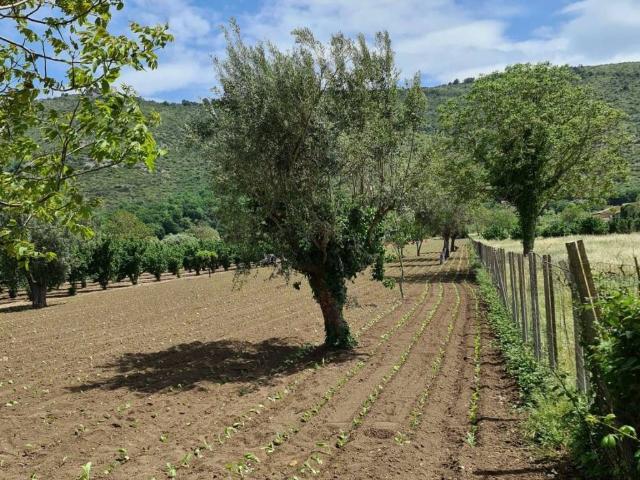 Terreno in vendita a Bellona, Campania