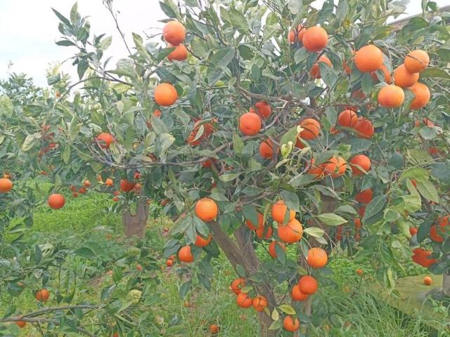 Terreno in vendita a Belpasso, Sicilia