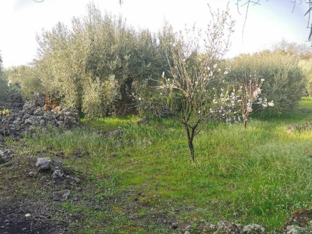 Terreno in vendita a Belpasso, Sicilia