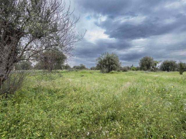 Terreno in vendita a Belpasso, Sicilia