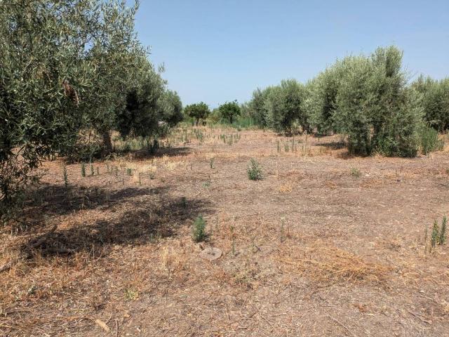 Terreno in vendita a Motta Sant'anastasia, Sicilia