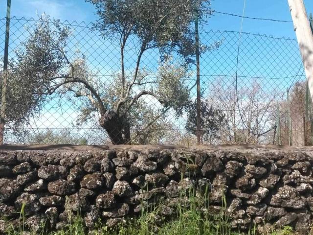 Terreno in vendita a Belpasso, Sicilia