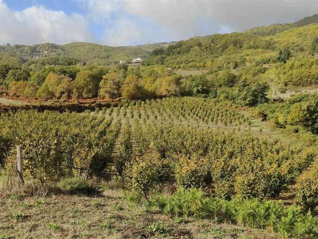 Terreno in vendita a Calabria, Cosenza