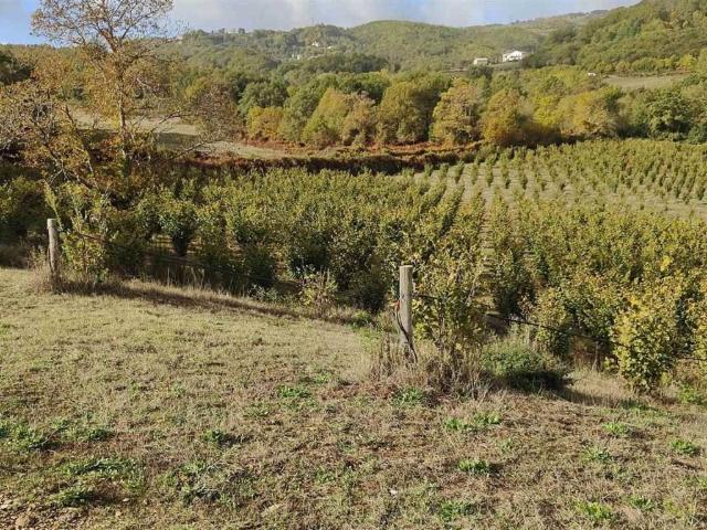 Terreno in vendita a Calabria, Cosenza