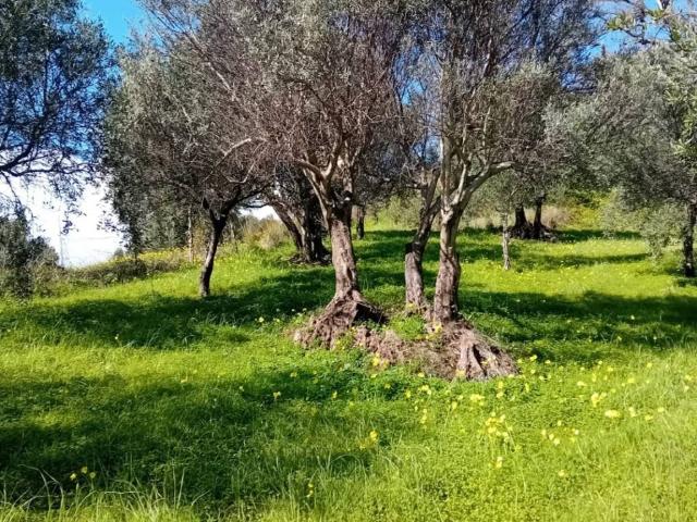 Terreno in vendita a Calabria, Reggio Calabria
