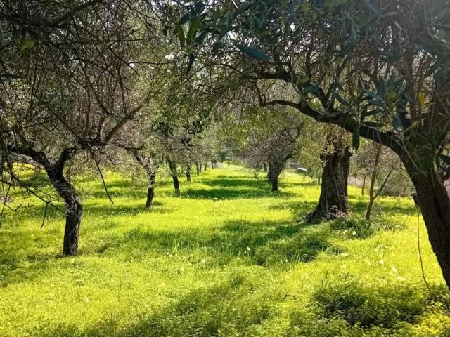Terreno in vendita a Calabria, Reggio Calabria