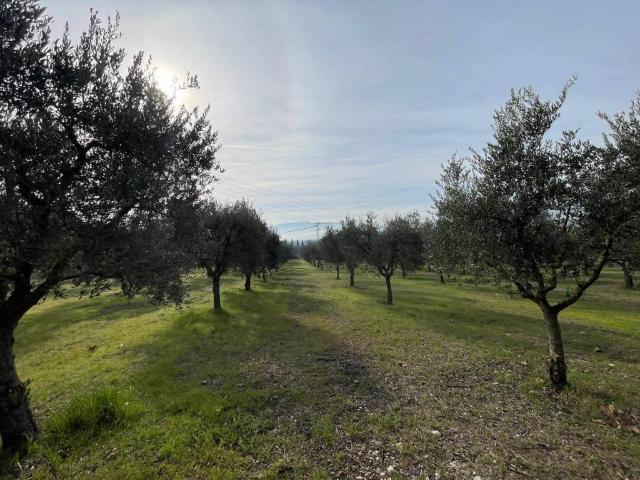 Terreno in vendita a Contrada Olivola, Benevento