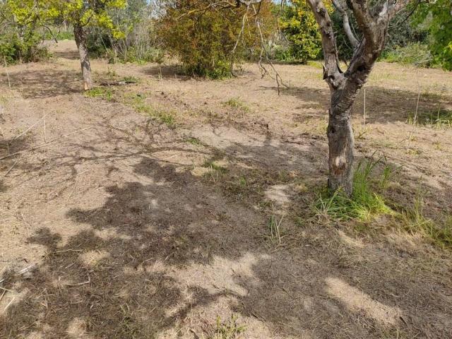 Terreno in vendita a Bernalda, Basilicata
