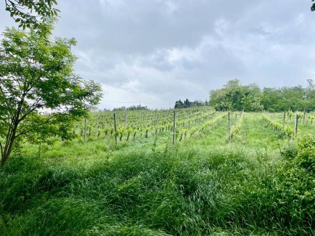 Terreno in vendita a Unione di Comuni della Romagna Forlivese, Bertinoro