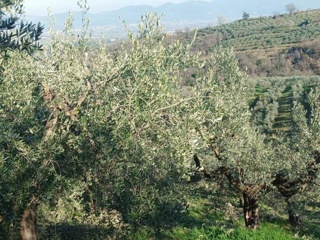 Terreno in vendita a Bevagna, Umbria
