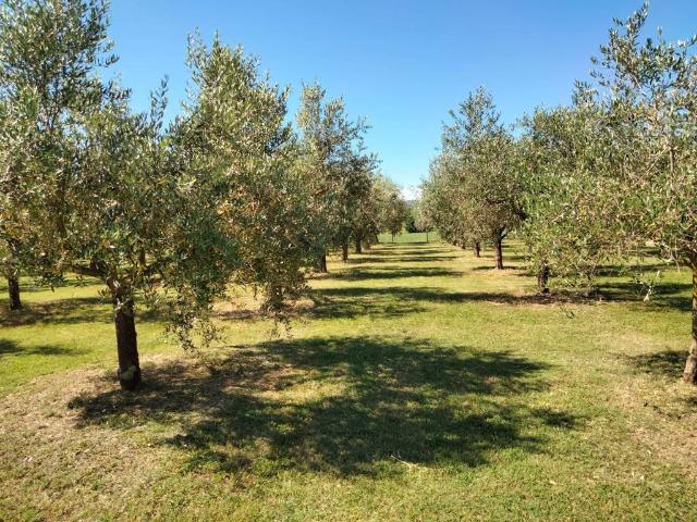 Terreno in vendita a Bevagna, Umbria