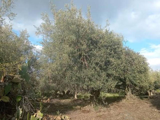 Terreno in vendita a Biancavilla, Sicilia