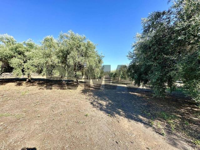 Terreno in vendita a Biancavilla, Sicilia