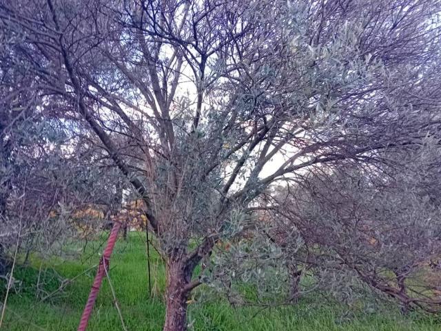 Terreno in vendita a Calabria, Reggio Calabria