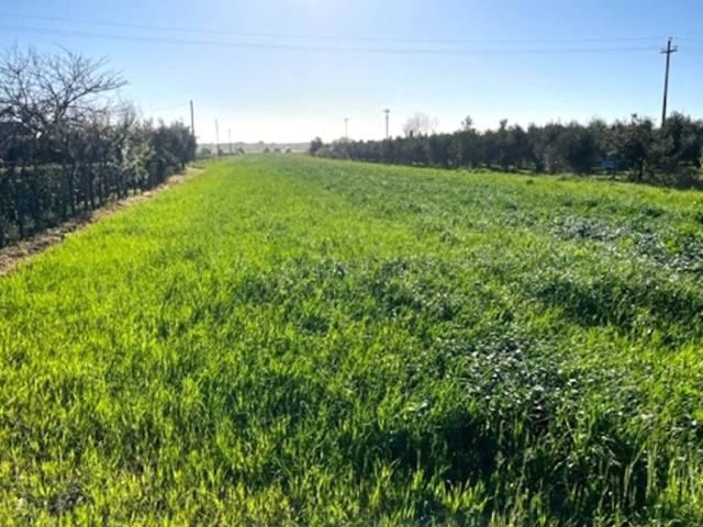 Terreno in vendita a Stazione Bolgheri, Bibbona
