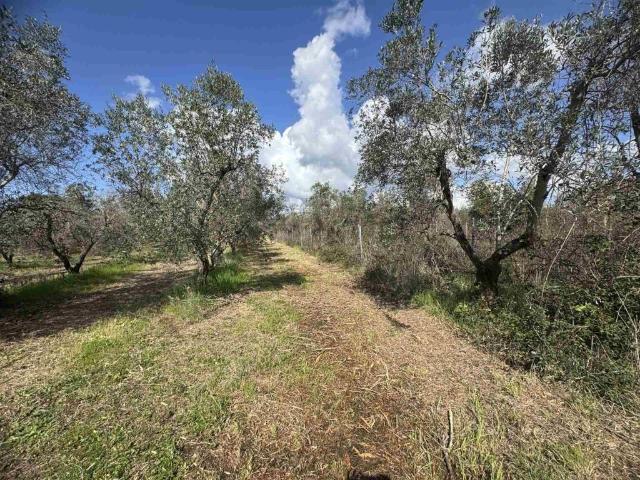 Terreno in vendita a Bibbona, Toscana