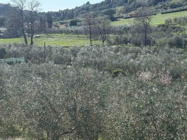 Terreno in vendita a Bibbona, Toscana