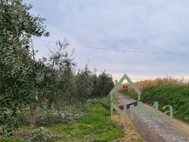 Terreno in vendita a Bibbona, Toscana