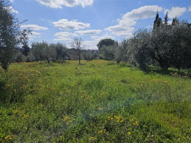 Terreno in vendita a Bibbona, Toscana