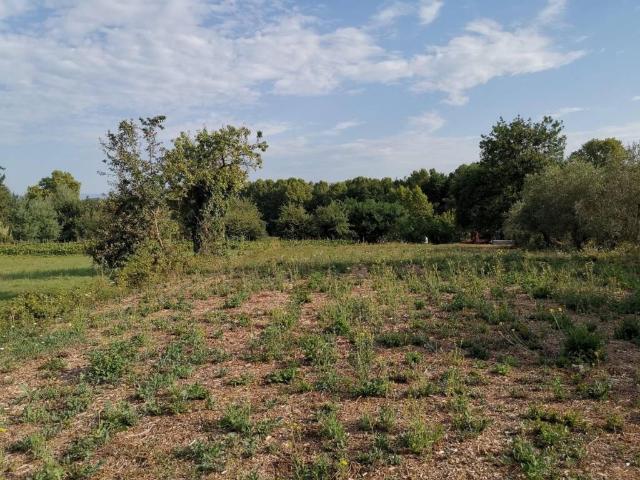 Terreno in vendita a Bientina, Toscana