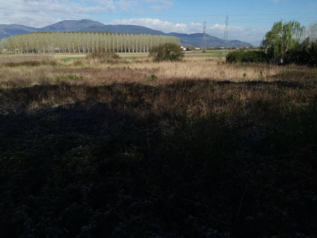 Terreno in vendita a Bientina, Toscana